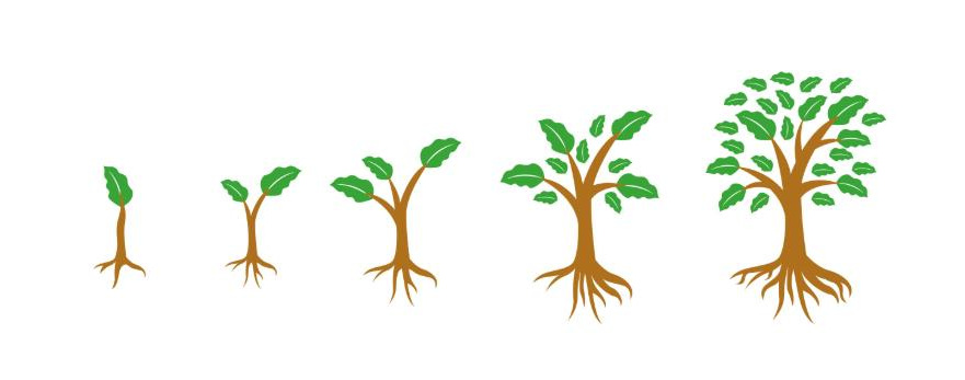 植物生長(zhǎng) 植物生長(zhǎng)