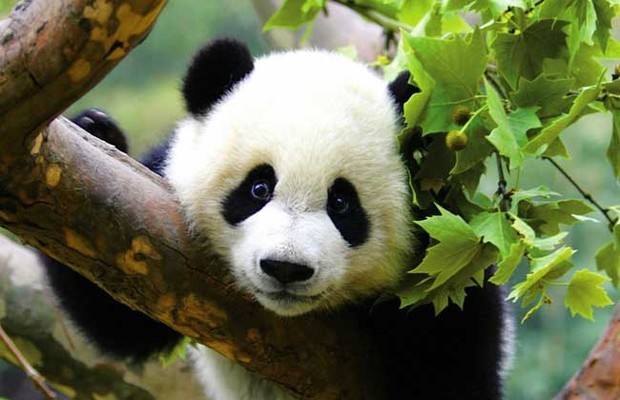 智能鎖廠家 智能鎖廠家